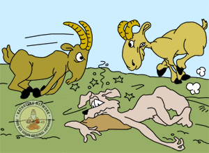 Fighting Goats And The Jackal - Panchatantra Story Picture